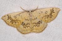 Cyclophora annularia