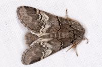 Drymonia querna