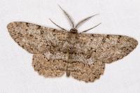 Hypomecis punctinalis