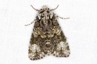 Craniophora ligustri