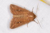 Mythimna albipuncta