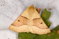 Crocallis elinguaria