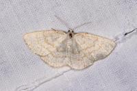 Cabera exanthemata