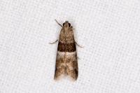 Elegia similella