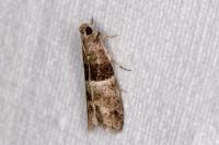 Elegia similella