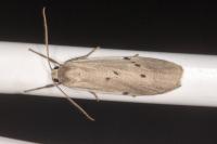 Pelosia muscerda