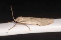 Pelosia muscerda