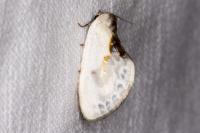 Cilix