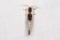 Cilix