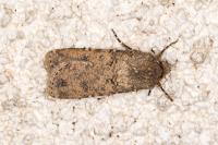 Agrotis segetum