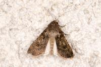 Agrotis segetum