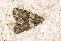 Cryphia algae