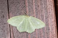 Hemistola chrysoprasaria