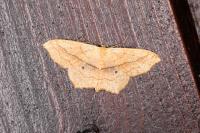 Scopula imitaria