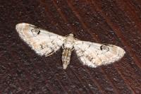 Eupithecia centaureata