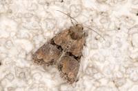 Mesoligia furuncula