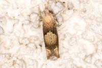 Eucosma conterminana