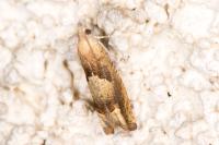 Eucosma conterminana