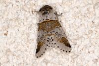 Furcula furcula