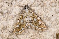 Elophila nymphaeata