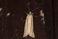 Ancylolomia tentaculella