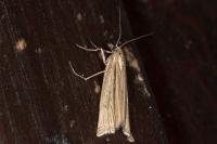 Ancylolomia tentaculella