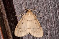 Paidia rica
