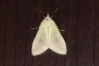 Sitochroa palealis