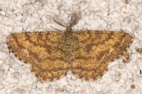 Ematurga atomaria