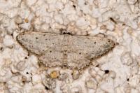 Idaea seriata