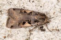 Xestia c-nigrum