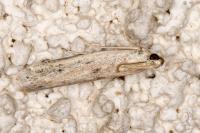 Phycitodes