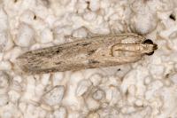 Phycitodes