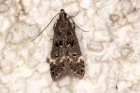 Dichomeris alacella