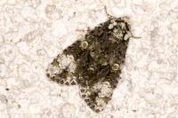 Craniophora ligustri
