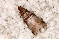 Acrobasis advenella