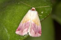 Eublemma purpurina