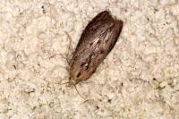 Galleria mellonella