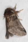 Thaumetopoea processionea