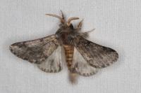 Thaumetopoea processionea