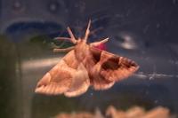 Dysgonia algira