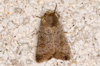 Hoplodrina ambigua