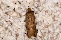Bryotropha terrella
