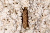 Bryotropha terrella