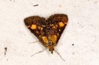Pyrausta aurata