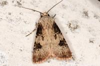 Agrotis puta
