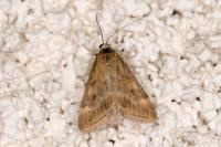 Pyrausta despicata