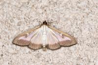 Cydalima perspectalis