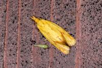 Agapeta hamana