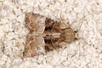 Mesoligia furuncula